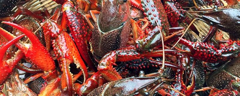 龙虾蒸多久 龙虾蒸多久最佳时间