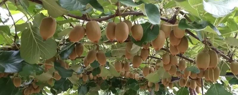 怎么判断猕猴桃可以采摘了（什么样的猕猴桃可以摘）