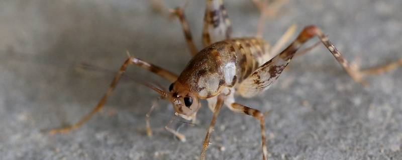 屋里有蛐蛐是什么原因（屋里面有蛐蛐是什么原因造成的）