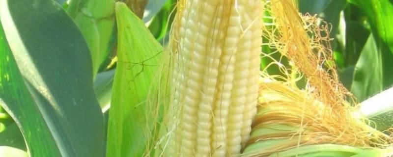 玉米几分钟可以煮熟（高压锅玉米几分钟可以煮熟）