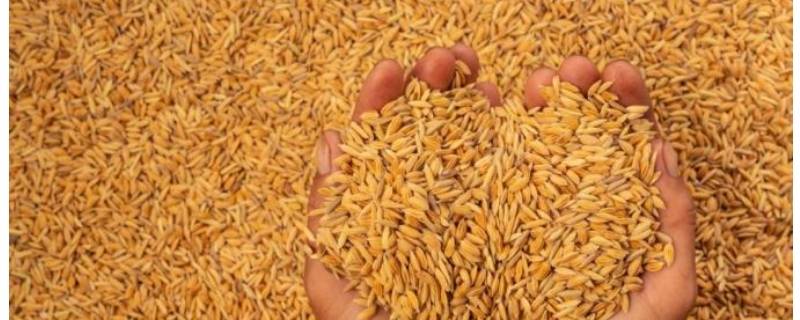 谷子生虫子了怎么办（谷子长虫了怎么办）