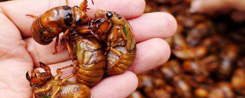 金蝉和蝉的区别（金蝉和蝉一样吗）