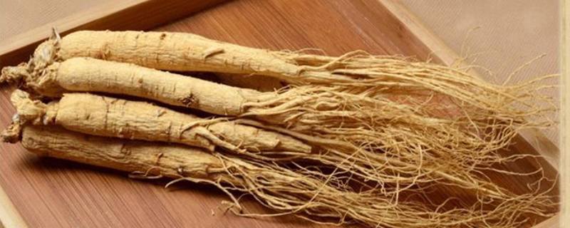 属于五加科的参有哪些（五加科人参是什么意思）