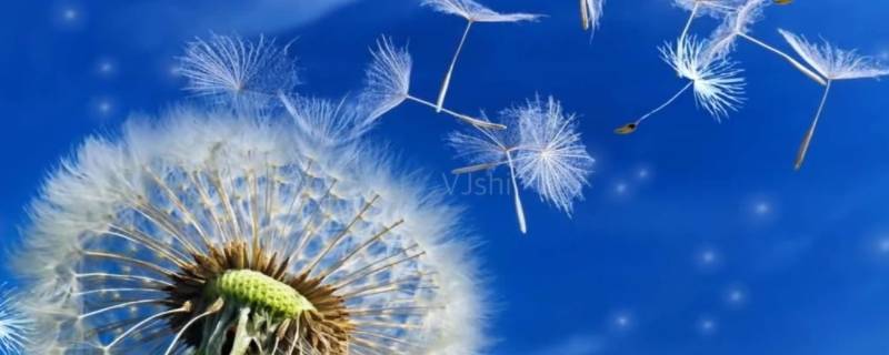 蒲公英是凉性还是热性的（蒲公英是寒性的还是热性的）