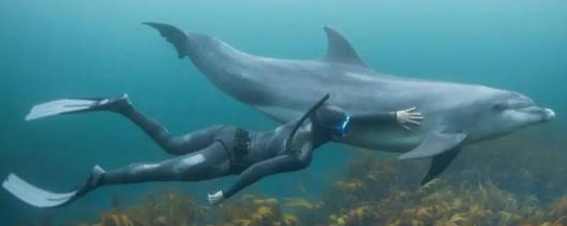 海豚的繁殖方式是什么 海豚是产卵繁殖的吗