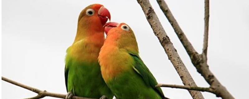 鹦鹉互相咬嘴是什么意思 小鹦鹉互相咬嘴是什么意思