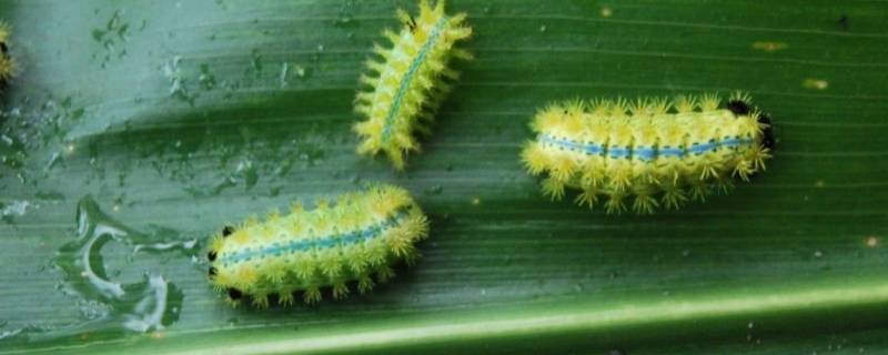 酸枣树上的虫子叫什么名字 红枣树上的虫子叫什么