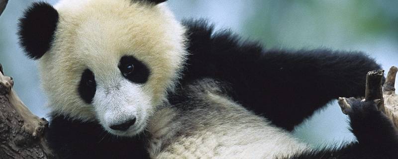 大熊猫爱玩什么（大熊猫爱玩什么游戏）