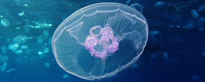 水母生活在哪里 海月水母生活在哪里