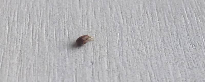 为什么屋里有很多小飞虫 屋里面为什么有小飞虫