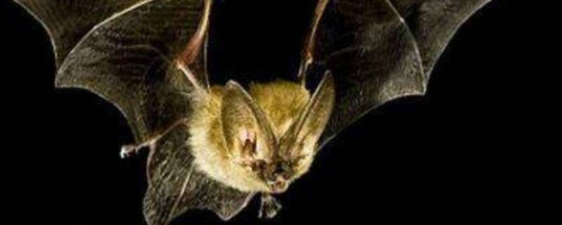 蝙蝠会叫吗 蝙蝠为什么一直叫