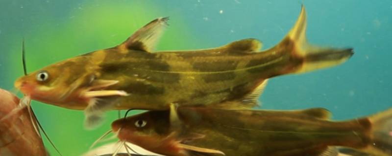 市场上哪种鱼鱼刺少 市场上哪种鱼鱼刺少家常鱼