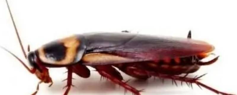 十几楼为什么有蟑螂 10楼还有蟑螂