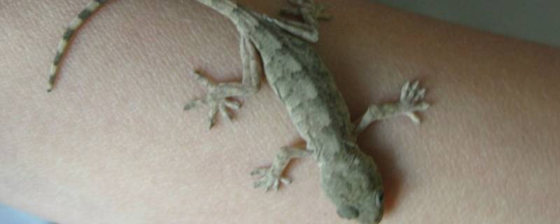 什么动物的尾巴断了还能长出来(什么动物的尾巴断了还能长出来海星)