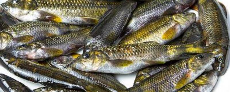 石斑鱼是淡水鱼吗（石斑鱼是淡水鱼么）