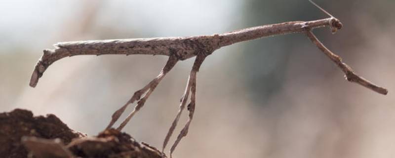 螳螂是保护动物吗 螳螂是怎样的一种动物