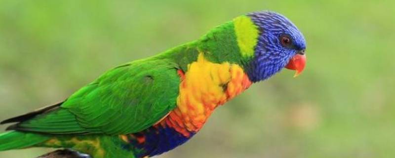 鹦鹉的生活特征和生活方式 鹦鹉的生活方式和特点