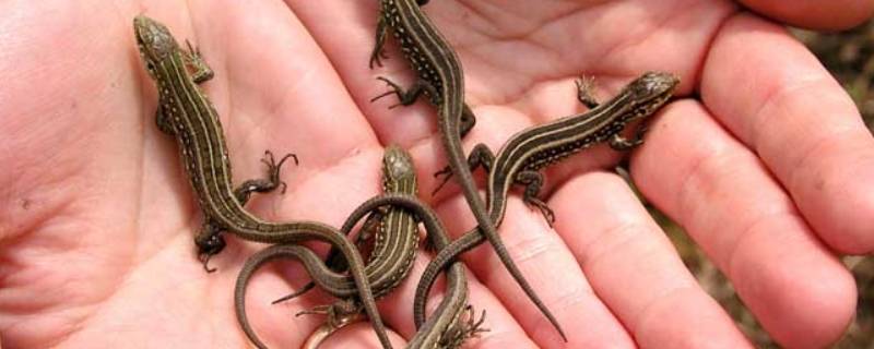 壁虎怕冷吗空调 壁虎喜欢空调吗