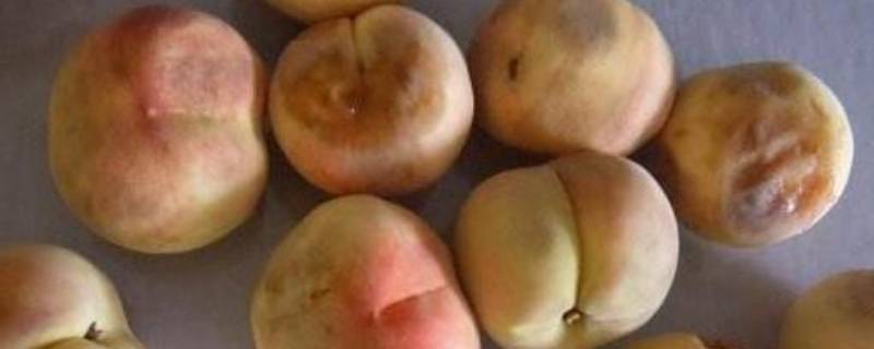 桃子腐烂代表什么 桃子的腐烂病