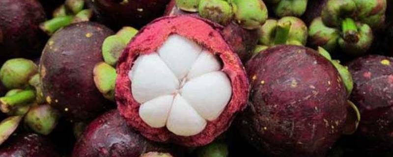 挑选山竹三大窍门（山竹要怎么挑选才好）