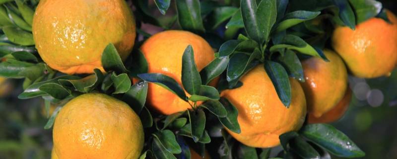 桔子和橘子的区别在哪里（桔子和橘子区别是啥）