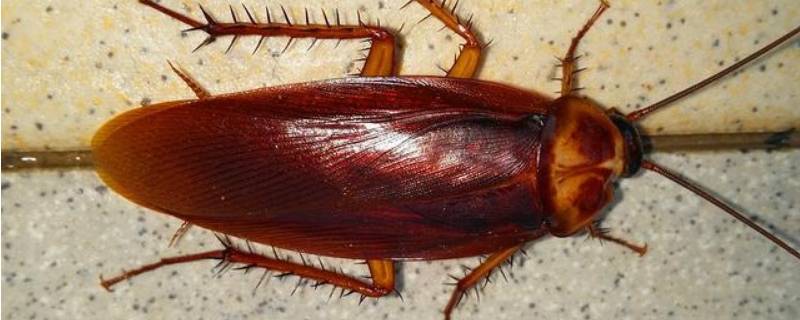 南方的蟑螂到底有多大 南方蟑螂有多长