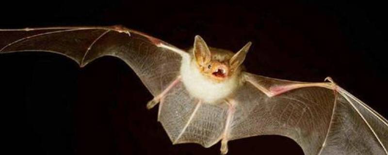 怎么驱赶蝙蝠 怎么驱赶蝙蝠在家里