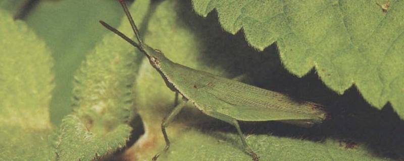 扁了勾学名是什么（扁的沟是什么）