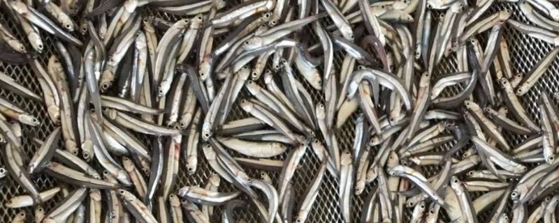 公干鱼是什么鱼（干鱼是什么鱼啊）