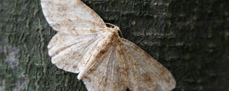 小黄点是什么虫卵 黄色的小虫卵是什么