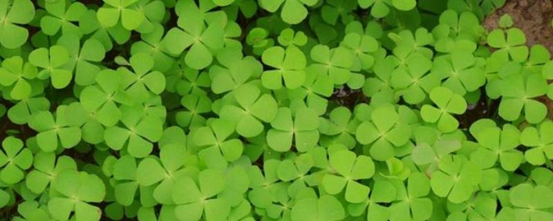 四叶草的寓意（四叶草的寓意和花语）