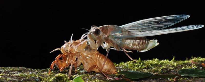 17年蝉和普通蝉有什么区别 什么是17年蝉