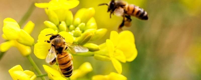 嗡嗡嗡嗡的什么声音（什么嗡嗡响）