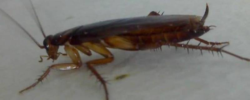 蟑螂诱饵会不会引来更多蟑螂 蟑螂诱饵会把其它地方的蟑螂吸引来