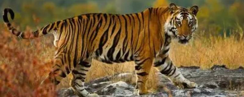 为什么老虎不锻炼也强壮（为什么老虎不锻炼也强壮肾精）