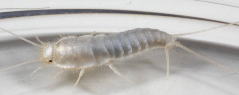 家里有白色的虫子爬的很快叫什么（家里生的白色虫子,爬行速度快）