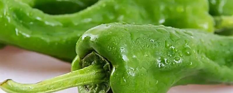 青椒放冰箱能保存多久（青椒放冰箱可以保存多久）