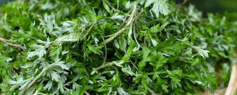 艾草能不能直接晒干 艾草怎么用是不是晒干以后才能用