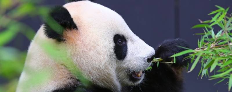 大熊猫冬眠不 大熊猫冬眠嘛