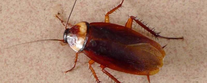 去除蟑螂家庭小妙招有哪些 居家消灭蟑螂有妙招