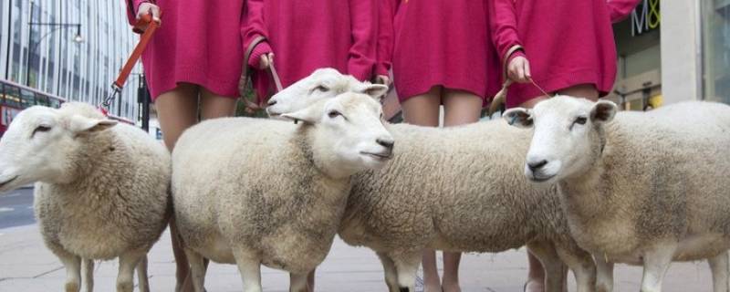 羊毛会起球吗（百分百纯羊毛会起球吗）