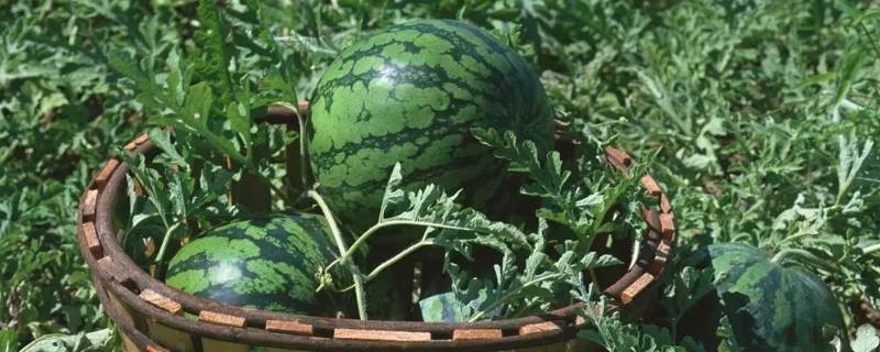 自家种的西瓜怎么判断熟了（瓜农如何判断西瓜熟了）