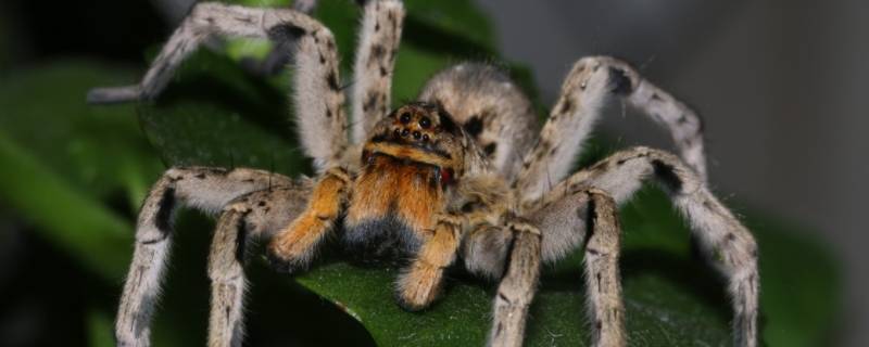 昆虫记狼蛛主要内容 昆虫记狼蛛主要内容50字