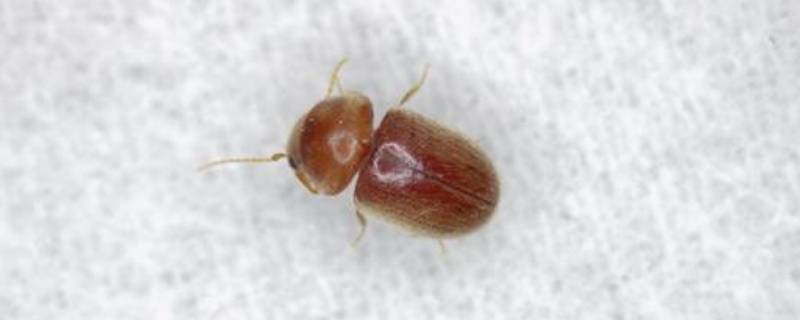 烟草甲虫的虫源一般在哪（烟草甲虫怎么找到源头）