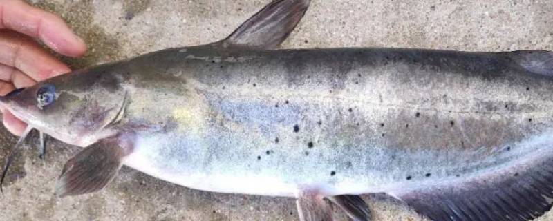 钱鱼学名叫什么（东钱湖朋鱼学名）