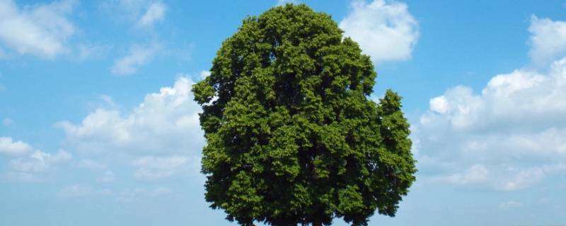 树被水淹了还能活吗 树被淹死了还能活过来吗?