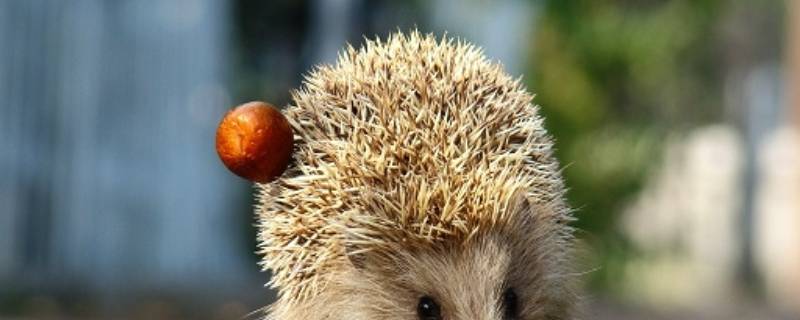 刺猬有毒吗 刺猬有毒吗能养嘛