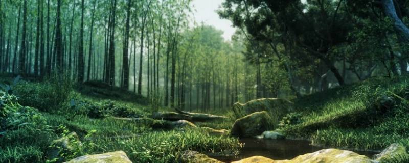 森林防火家庭会议内容怎么写（森林防火家庭会议内容写什么）