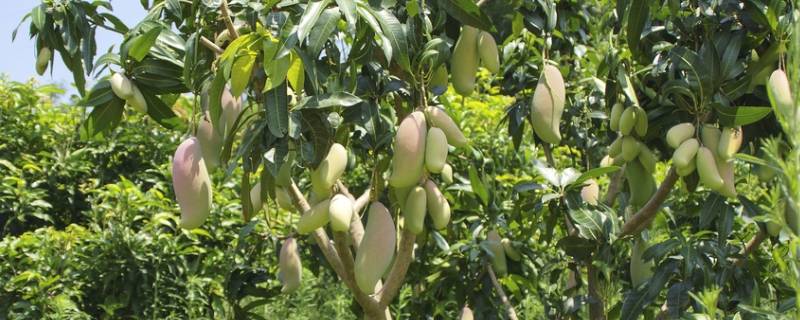 景观芒果可以吃吗(绿化芒果树的芒果能吃吗)