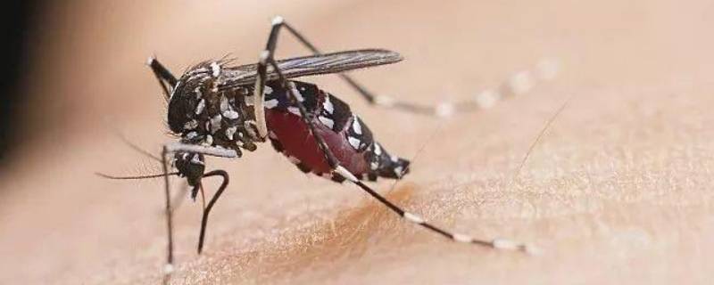 驱蚊子的植物花草可以放卧室吗 驱蚊子的植物花草可以放卧室吗